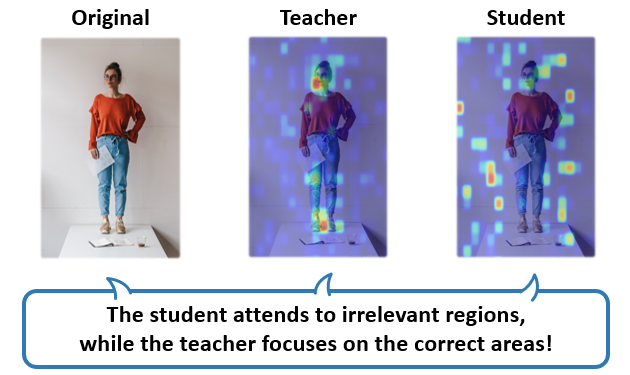 Attention map comparison between student and teacher MLLMs